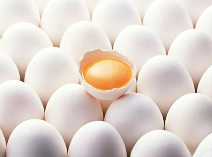 egg